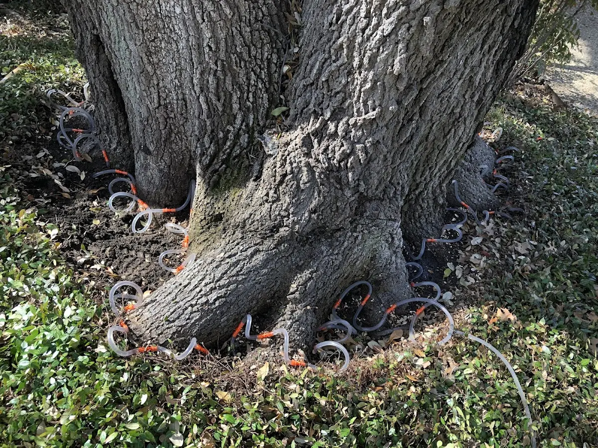 Detailed Shrub and Hedge Trimming job site in Naper