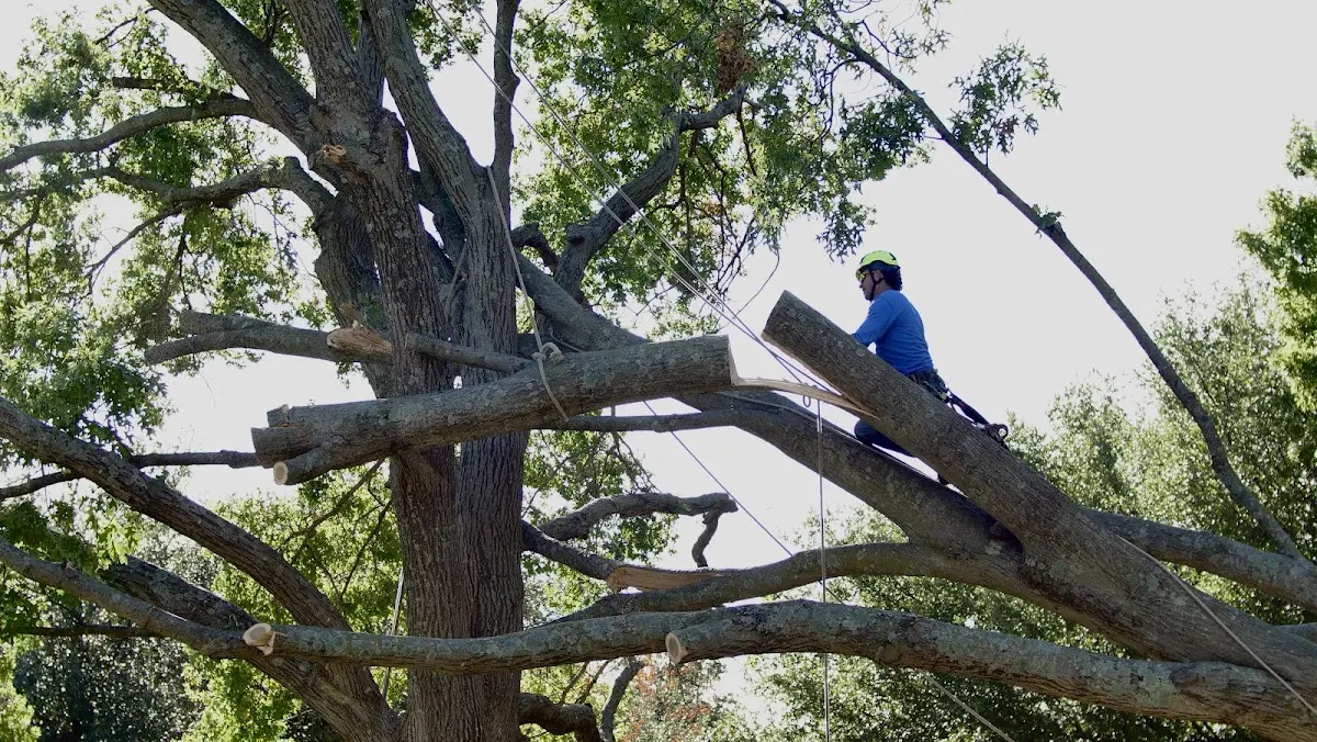 Professional Crown Thinning performed by certified arborists in Naper