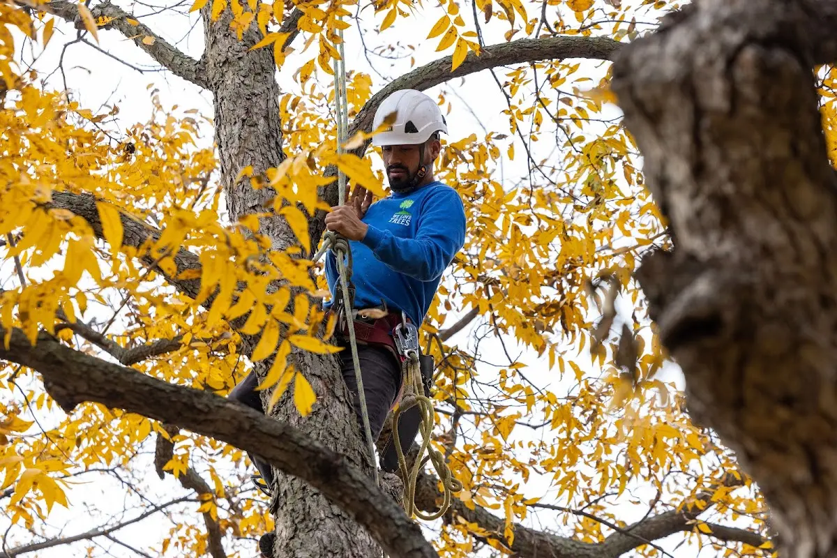 Skilled Tree Trimming crew working in Naper